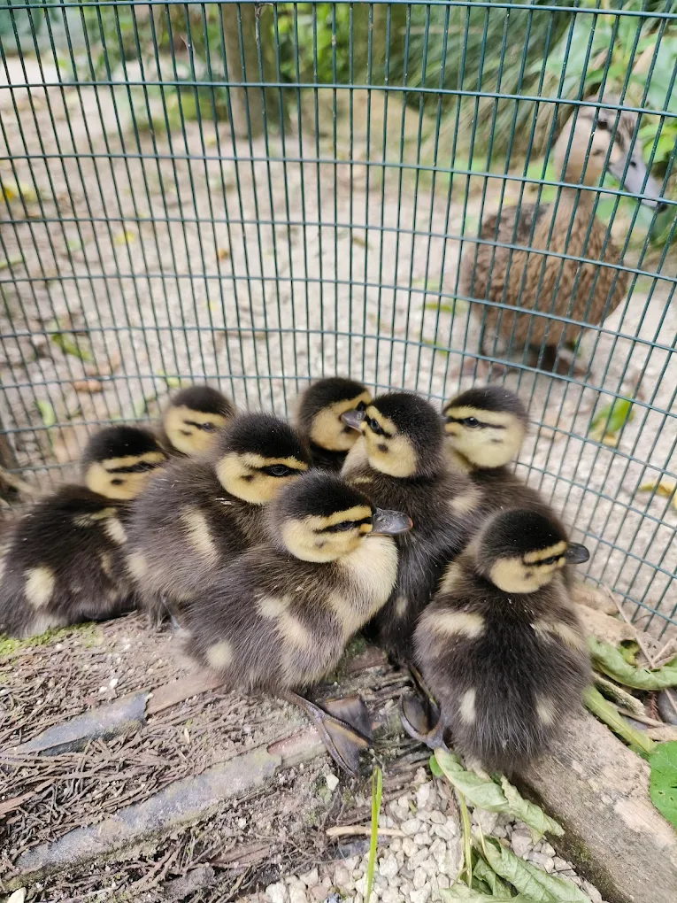 Kiwi House Experience